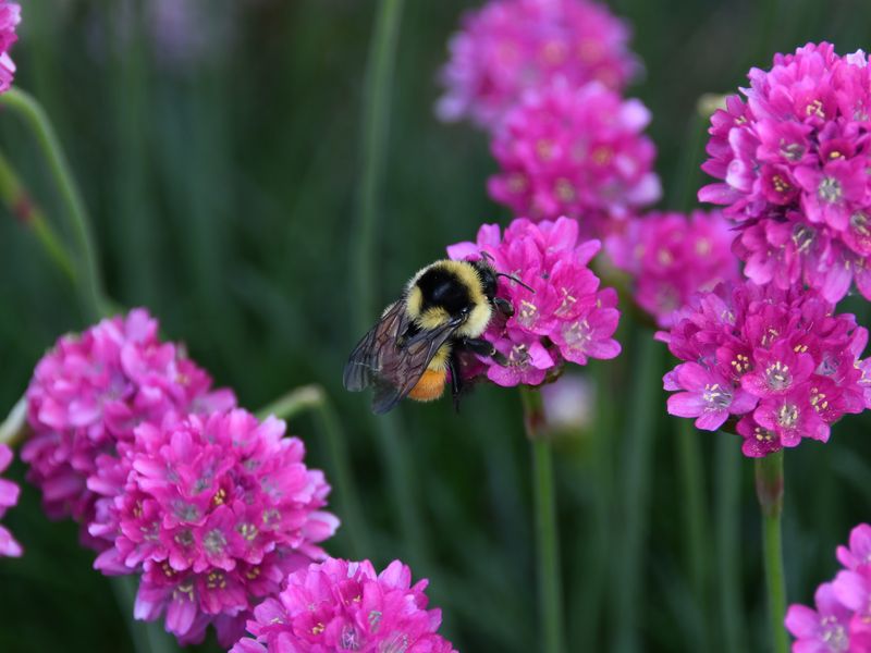 Orange-belted Bumblebee | Smithsonian Photo Contest | Smithsonian Magazine