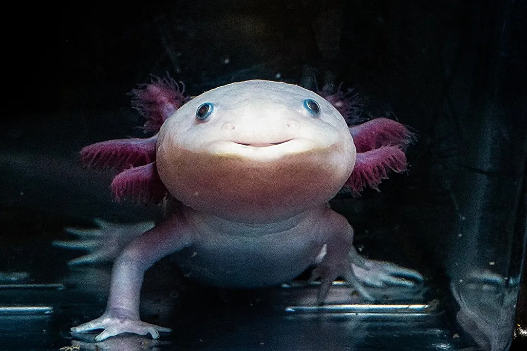an axolotl in a tank