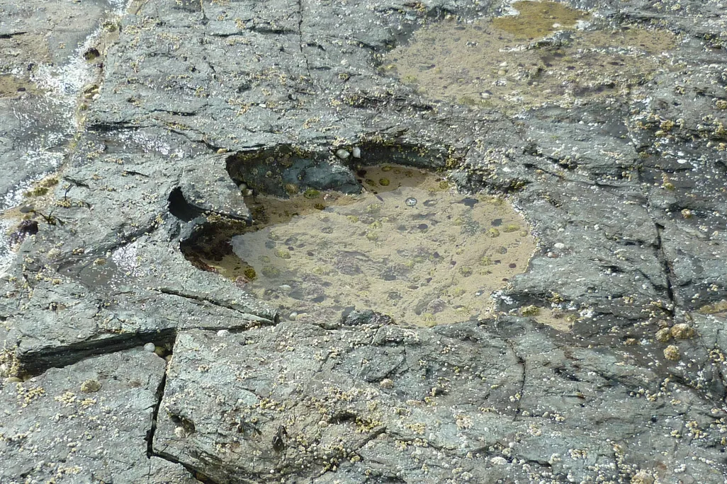 Side-angle image of sauropod footprint credit Jon Hoad.jpg