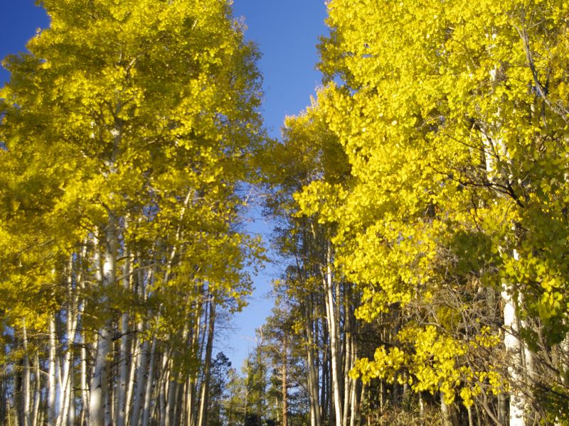 The Kaibab National Forest in northern arizona has many backroads. This ...