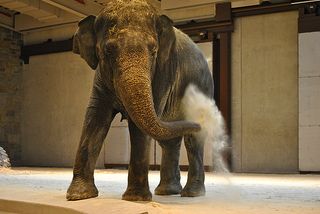 Shanti plays in the sand! The Elephant Community Center has heated floors covered in 1.2 meters of sand.