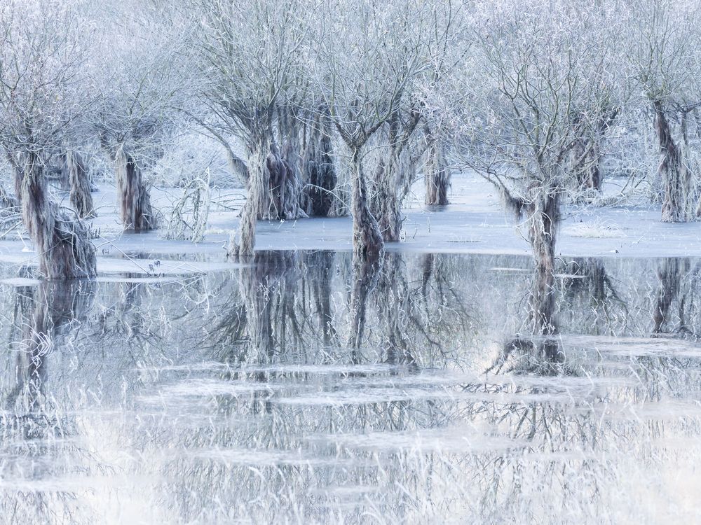 A photo of a frozen wintry lake with partially submerged willow trees.