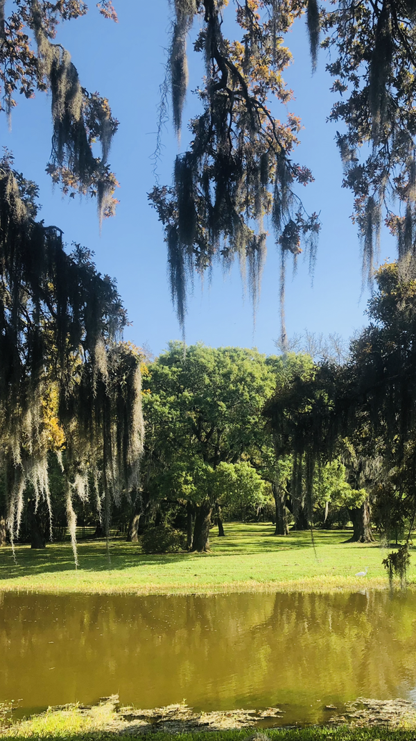 Spanish Moss Drapes Over A Pond thumbnail