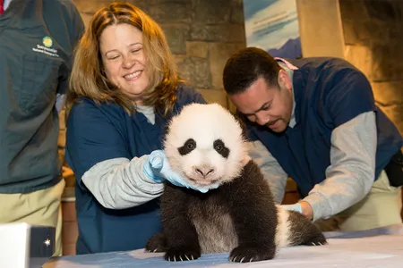 Nicole MacCorkle, a giant panda keeper at Smithsonian's National Zoo, says the animals have taught her about parenting.