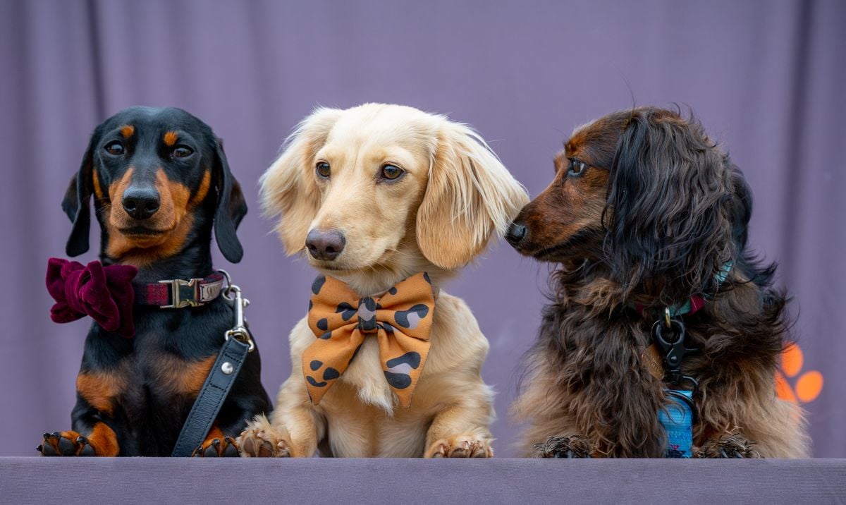 Small long dog breed cheap