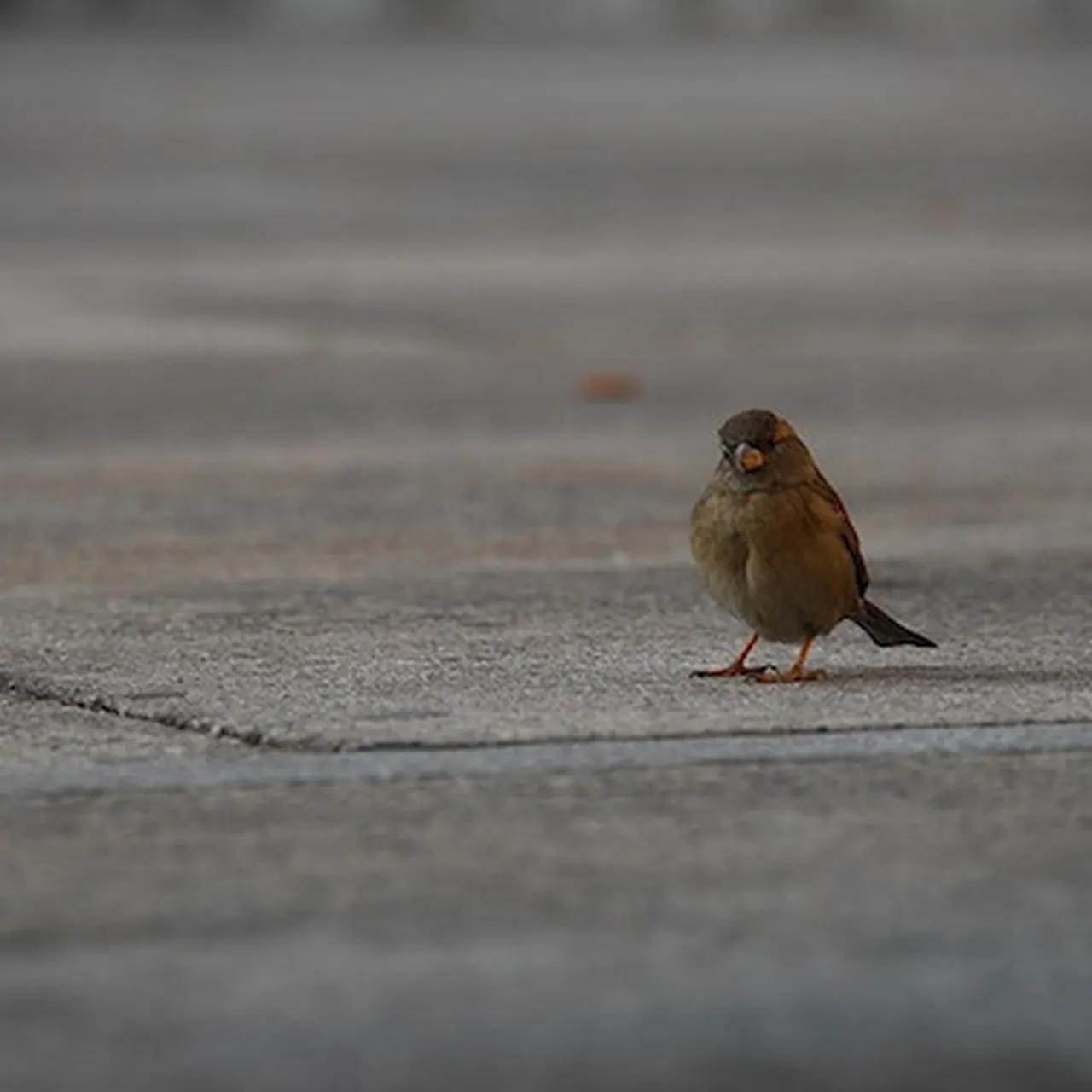 Birds Harness the Deadly Power of Nicotine to Kill Parasites