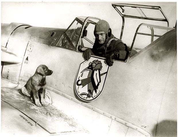 Pooch-620.jpg