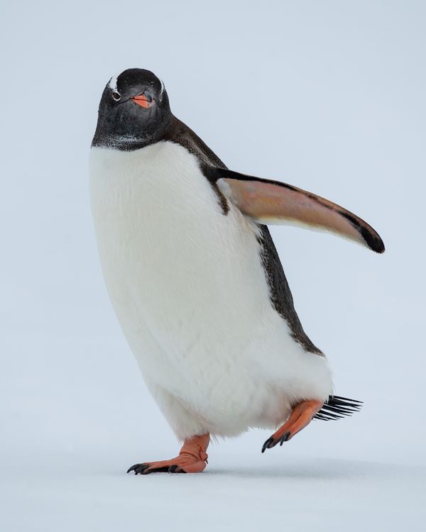 Gentoo on the Move thumbnail