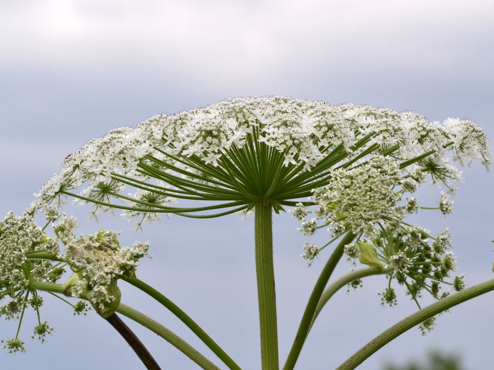 Heracleum_mantegazzianum_07-2.jpg