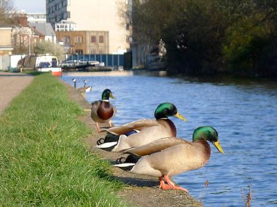 New lanes on London's Regents Canal urge human bikers, runners and walkers to break for ducklings. 