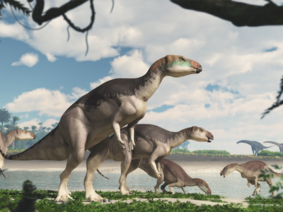Artist's reconstruction of Fostoria dhimbangunmal, a newly described iguanodontian dinosaur.
