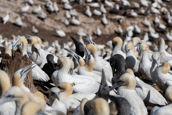 Gannet Colony thumbnail