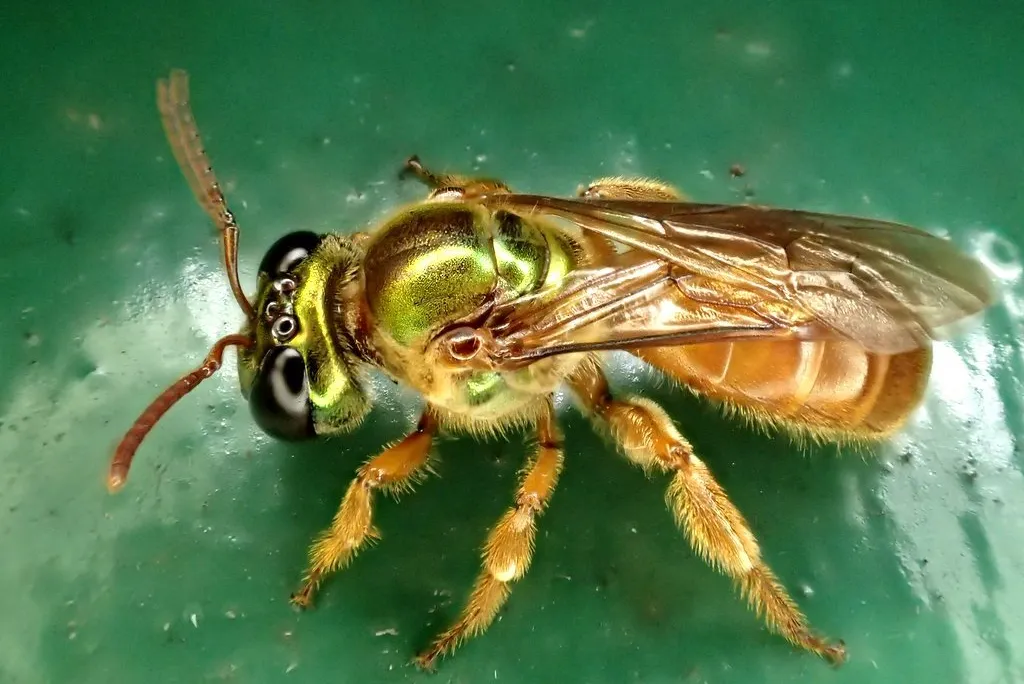 close-up of a bee