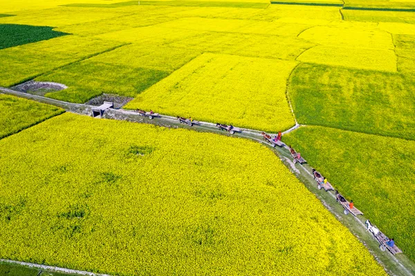 Road in the mustard carpet thumbnail