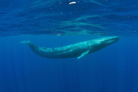 A pygmy blue whale (Balaenoptera musculus brevicauda) crosses the Indian Ocean and passes near Mirissa, Sri Lanka. 