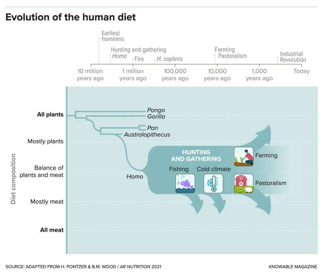 Evolution in Human Diet Chart