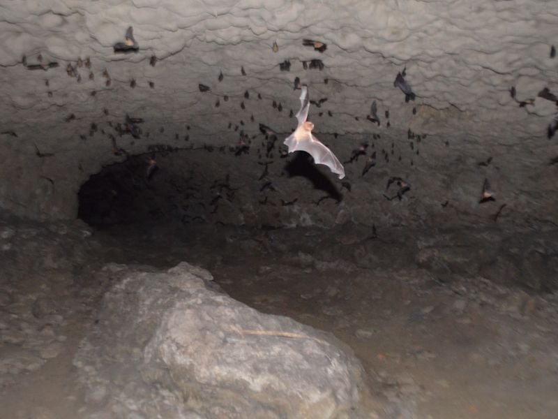 Exploring A Bats Cave During Feeding Time Smithsonian Photo Contest