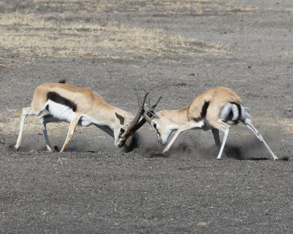 Thomson gazelle fighting thumbnail