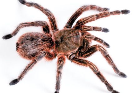Female Chilean rose tarantula (Grammostola rosea), also known as the Chilean flame tarantula.