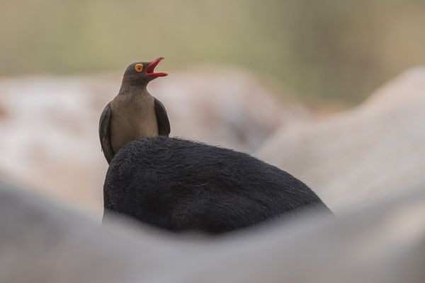 Oxpecker's Cry thumbnail