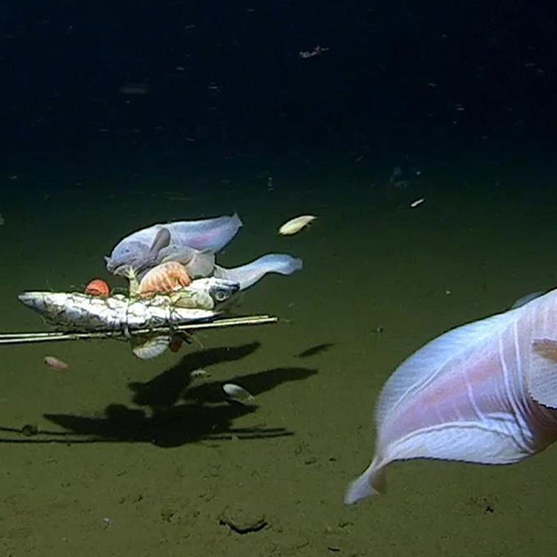 Behold the Deepest Fish Ever Filmed, Smart News