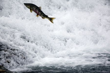 A chum salmon in Alaska's Katmai National Park and Preserve. Salmon numbers are declining in some places due in part to climate change.