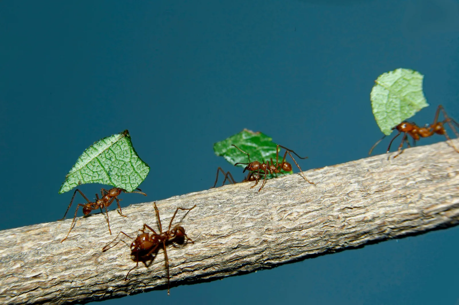 How Ants Became the World's Best Fungus Farmers | Science| Smithsonian  Magazine