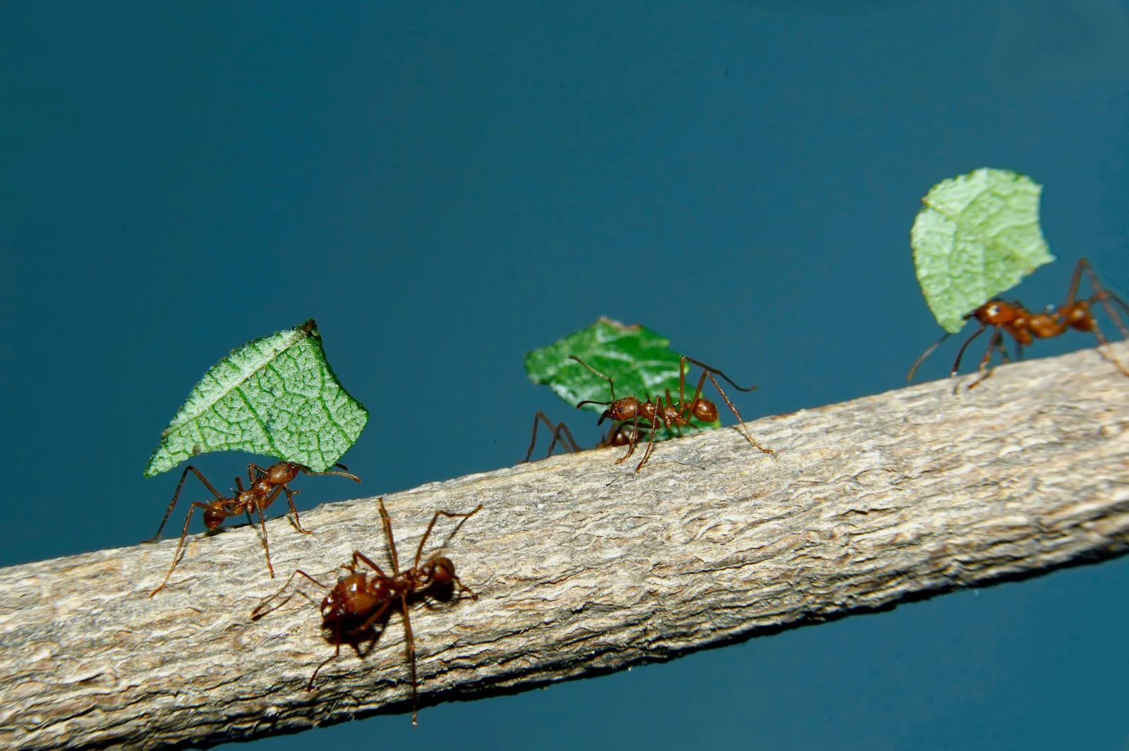 How Ants Figured Out Farming Millions of Years Before Humans - The