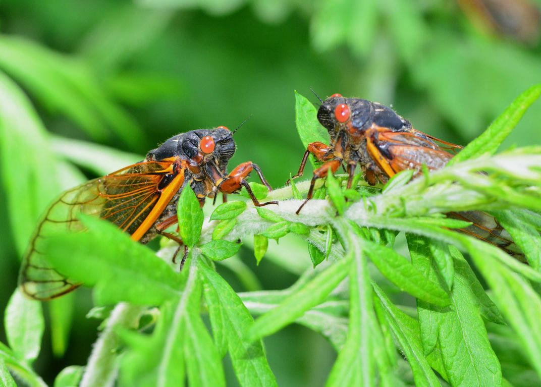 Two cicadas stare lovingly into each others eyes. | Smithsonian Photo ...