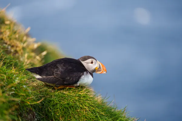 Edge of the Atlantic thumbnail