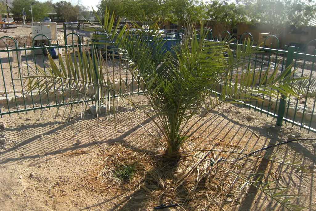 Methuselah Date Palm