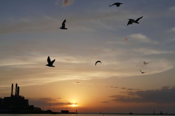  Silhouettes of seagulls in flight in sunset over Lake Erie  thumbnail