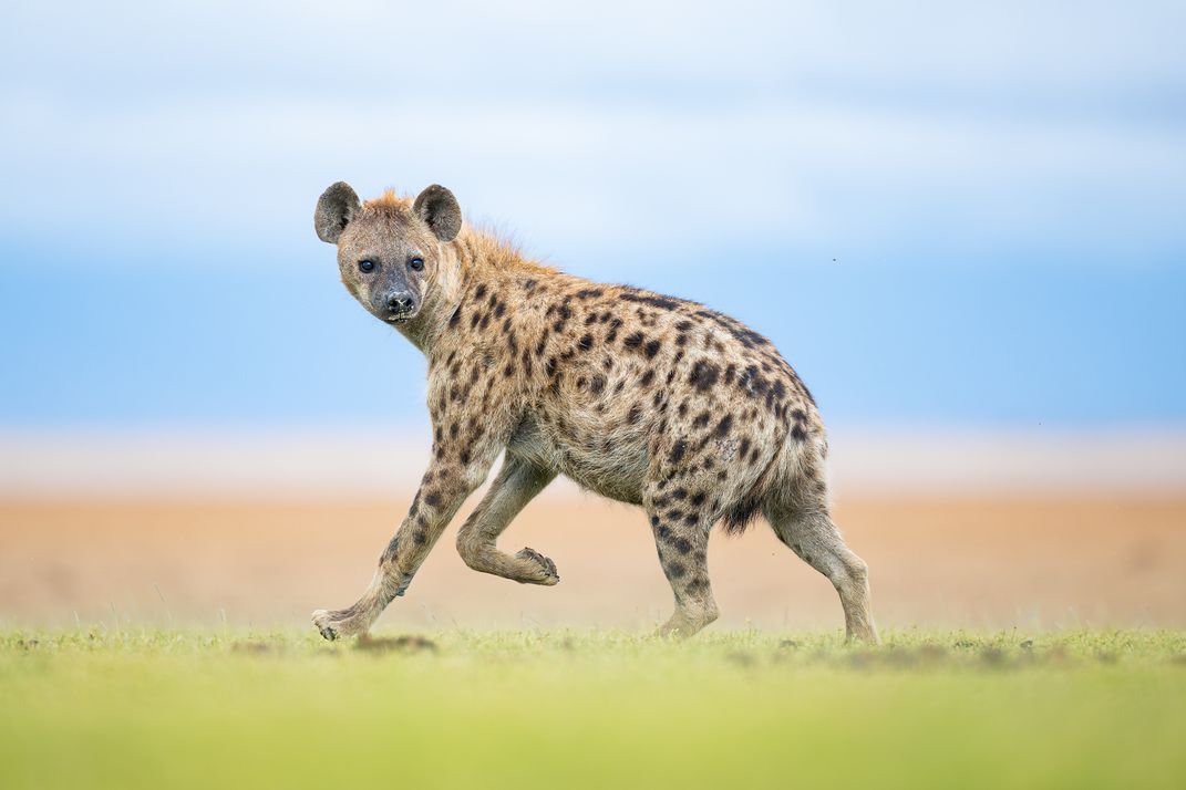Spotted Hyena | Smithsonian Photo Contest | Smithsonian Magazine