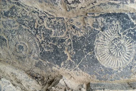 A pair of Ammonite fossils, about 4 inches across, within a limestone bed very close to the Permian-Triassic boundary. 