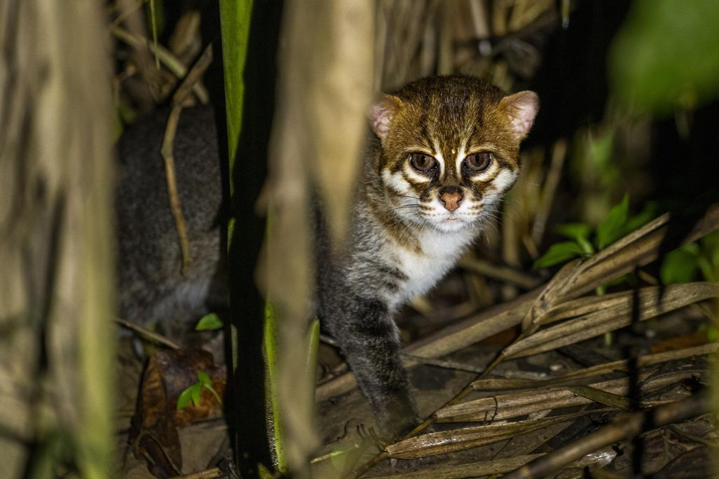 A small flat-headed cat peeks out from behind a plant.