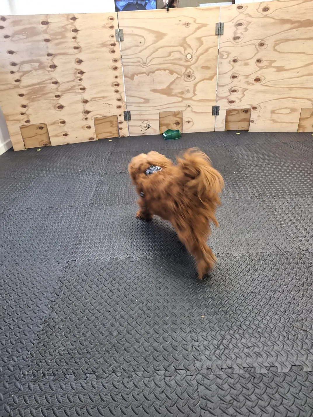 a brown dog, slightly blurred, walks away from the camera toward a green food bowl in front of a wooden barricade