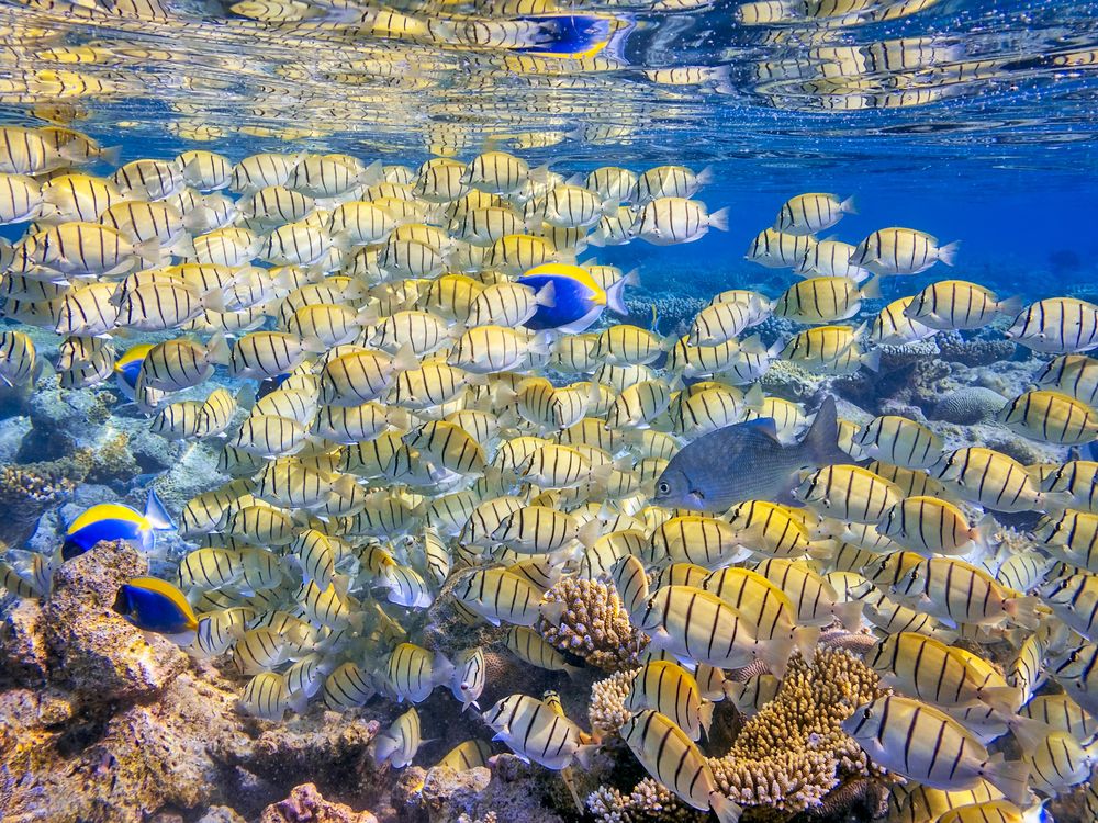 Convict surgeonfish in the Maldives