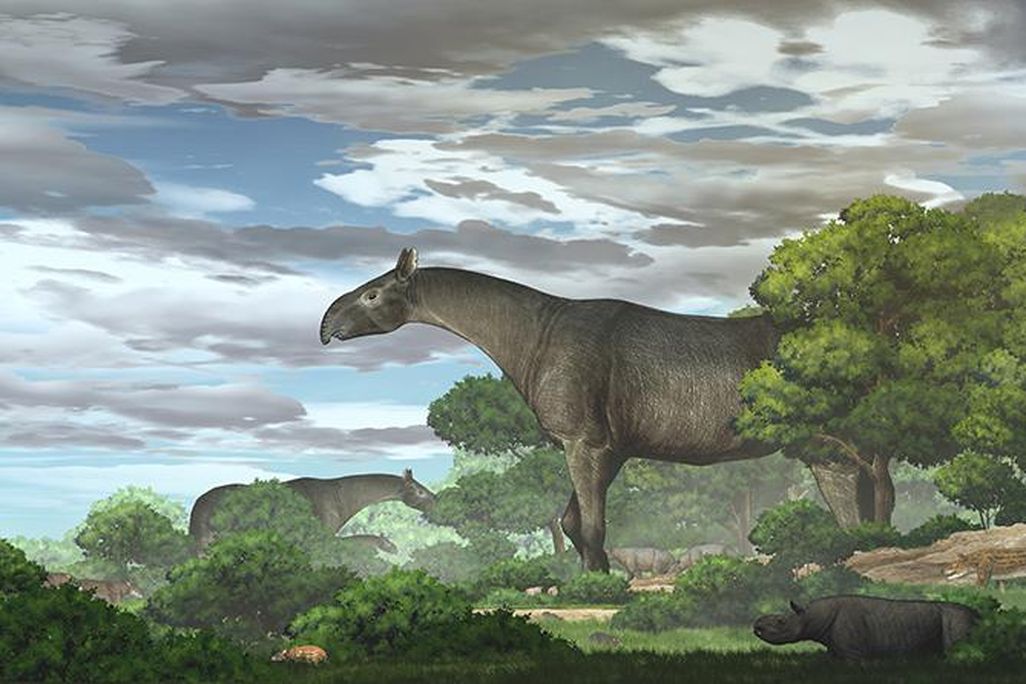 An artist representation of what a giant rhino may have looked like within its ecosystem during the Oligocene era