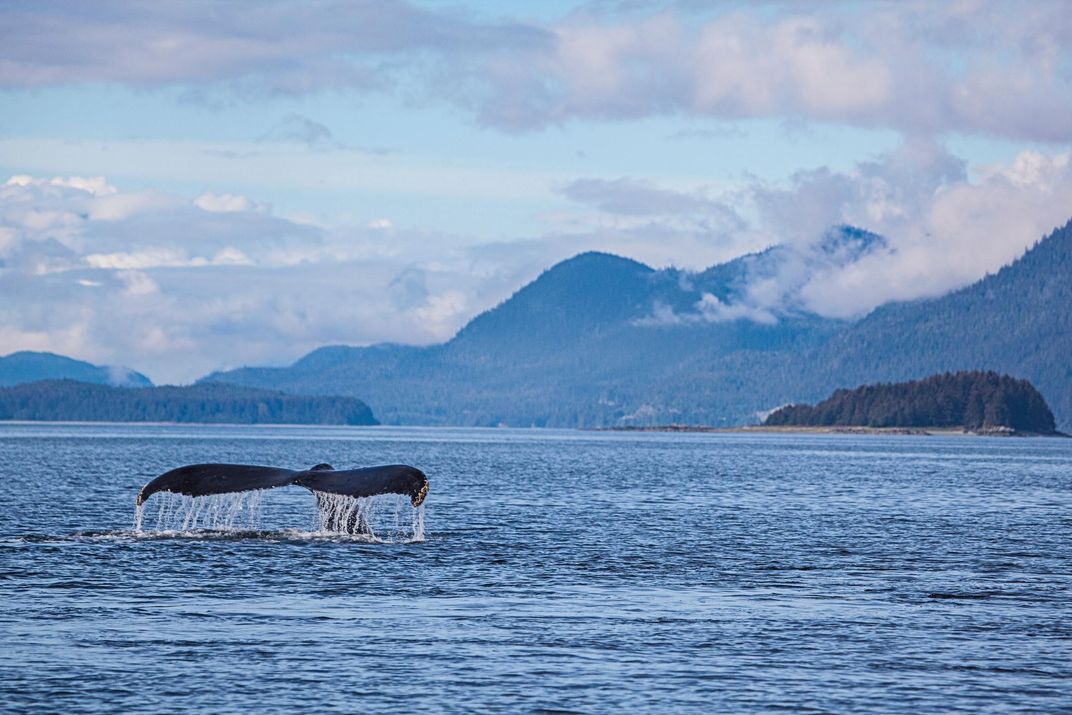 Whale diving