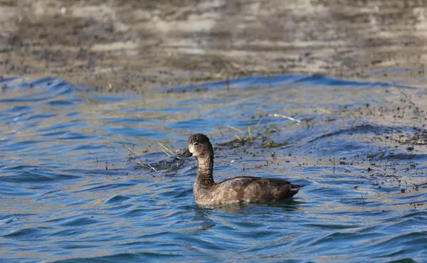 Female Ring-necked Duck in Lake Michigan thumbnail