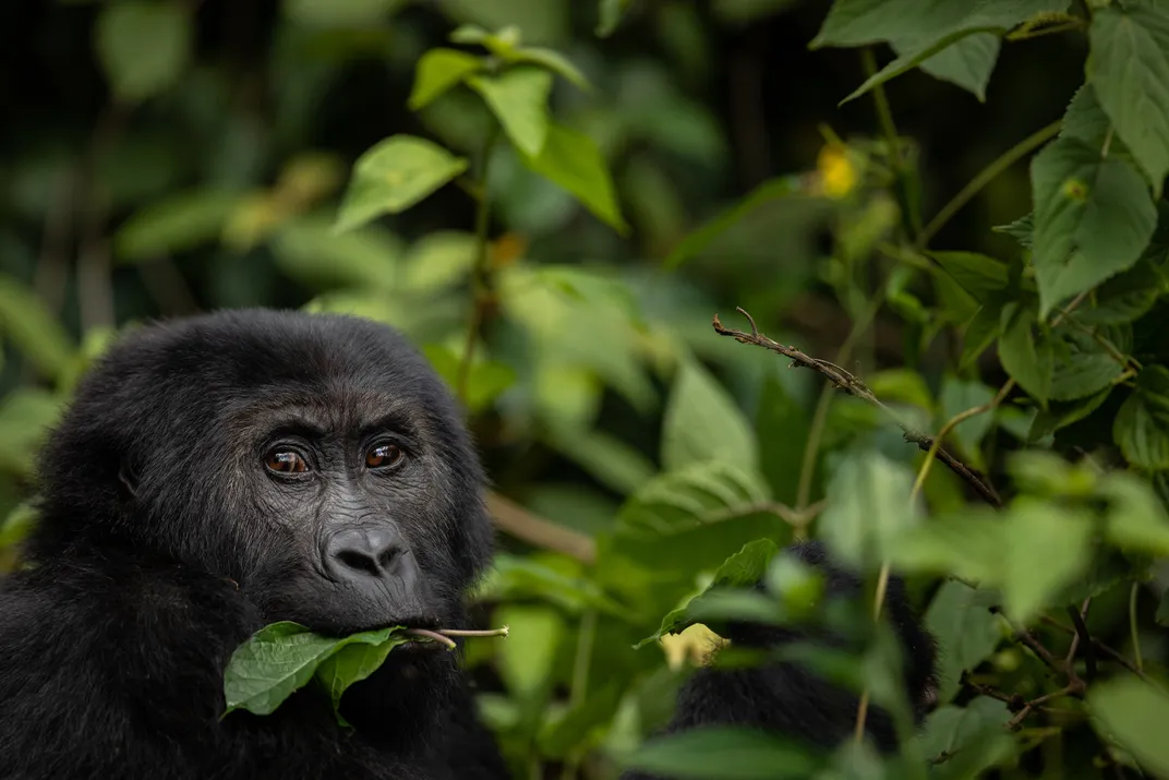 Celebrate World Gorilla Day With 15 Primate Pictures | Smithsonian