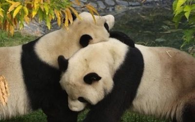 Tune into the National Zoo’s newly reinstalled panda cams and watch Mei Xiang and Tian Tian any time of day.