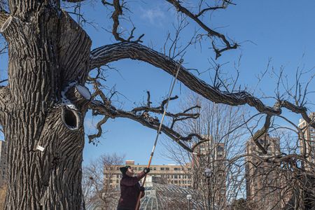 This ailing oak tree, seen being trimmed in winter 2023, was removed from Chicago's Lincoln Park Zoo due to safety concerns.