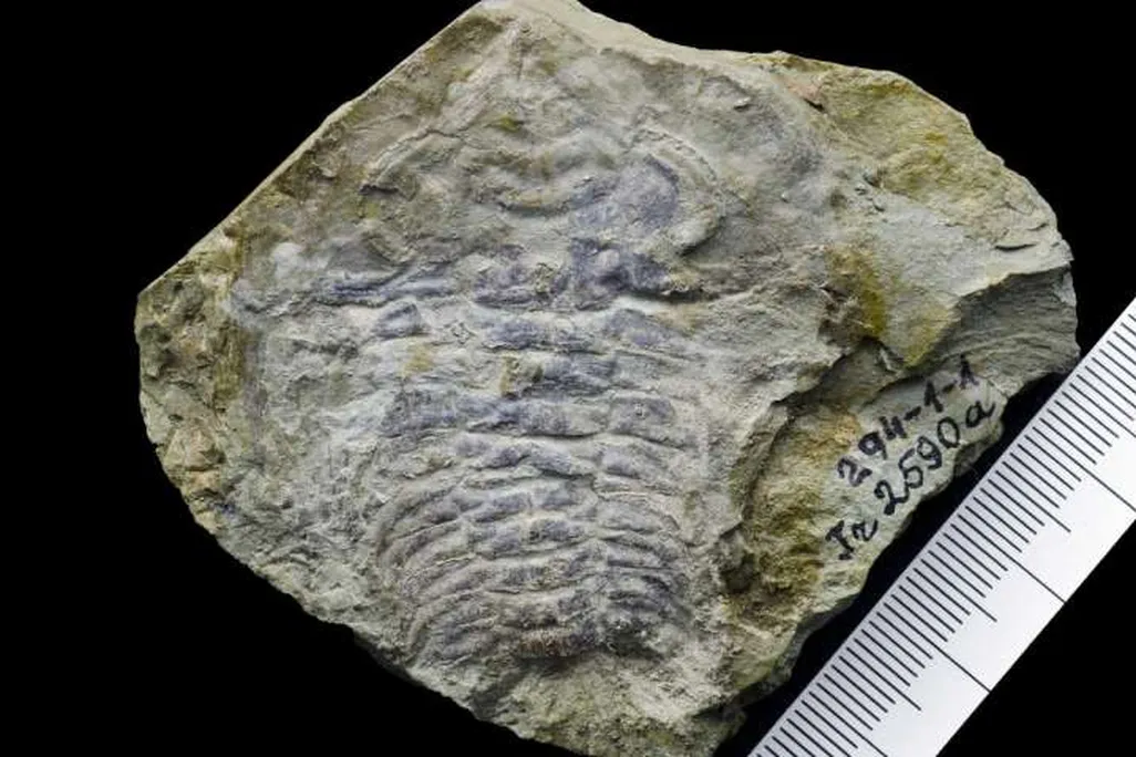 Trilobite fossil.jpg