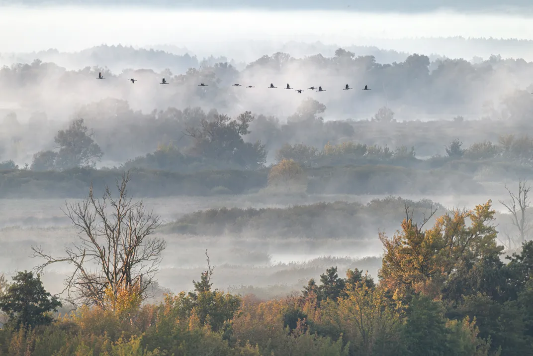 fog over a forest landscape with a flock of birds flying above