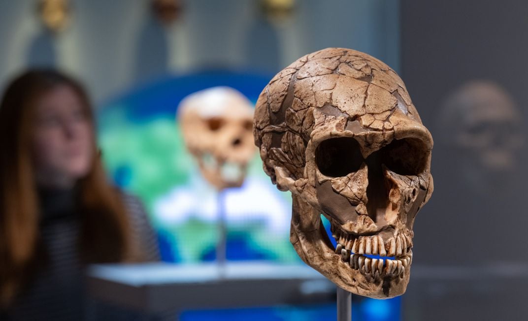 Neanderthal skull