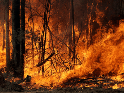 An intentionally lit controlled fire burns intensely near Tomerong, Australia, Wednesday, Jan. 8, 2020, in an effort to contain a larger fire nearby. 