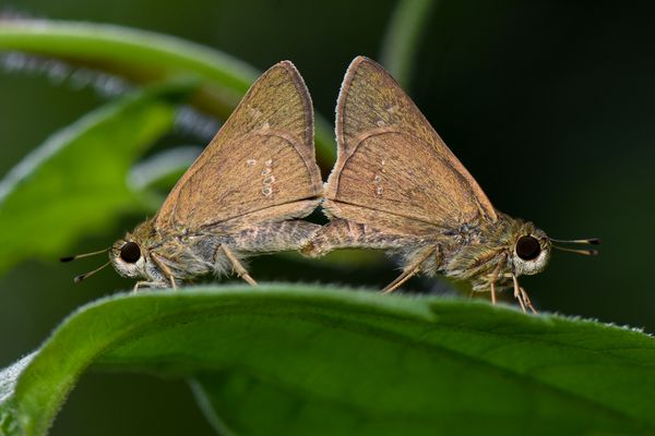 Skipper Butterfly Mating thumbnail