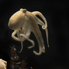 Scientists Figure Out Why Female Octopuses Self-Destruct After Laying Eggs icon