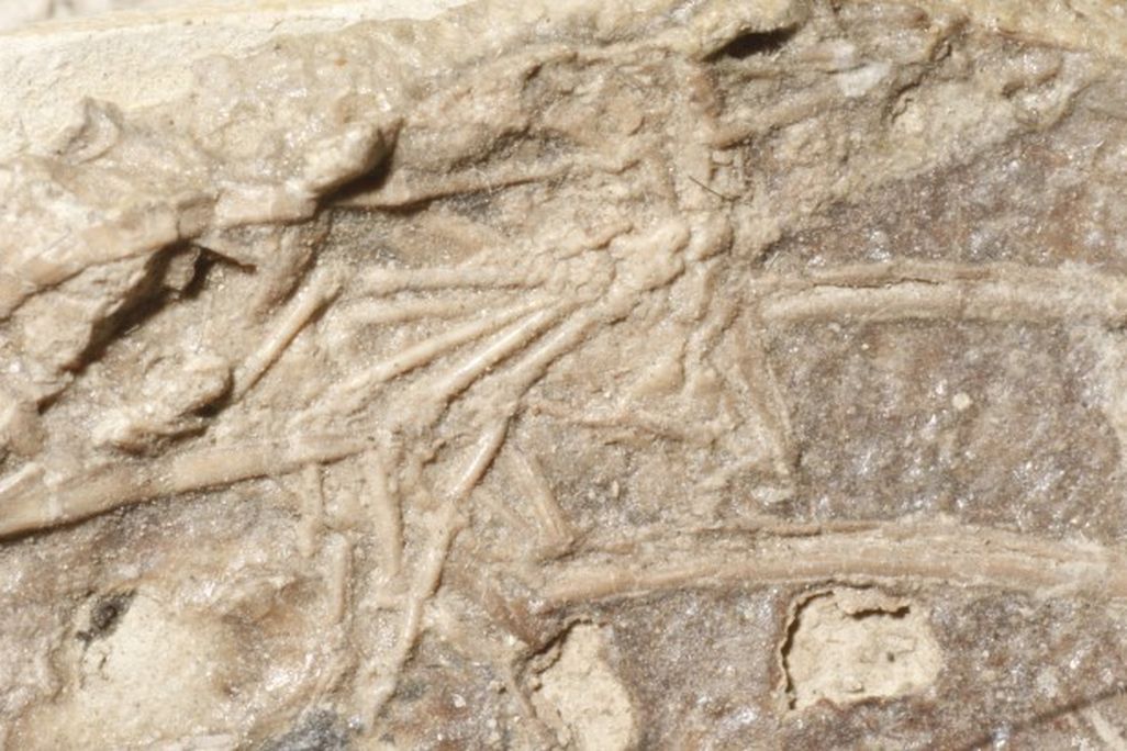 fossilized foot